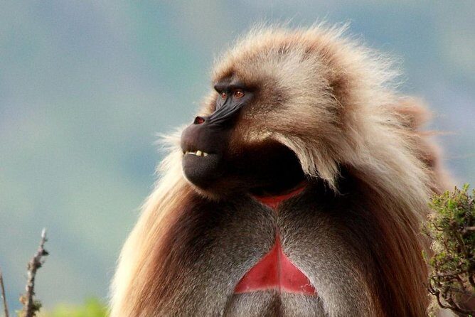 02 Days Addis Ababa & Debre Libanos Monastery, Baboons & Portuguese bridge - FAQ