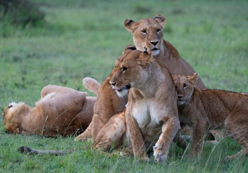 03 DAYS EXCITING MASAI MARA SAFARI - An In-Depth Look at the 3-Day Masai Mara Safari