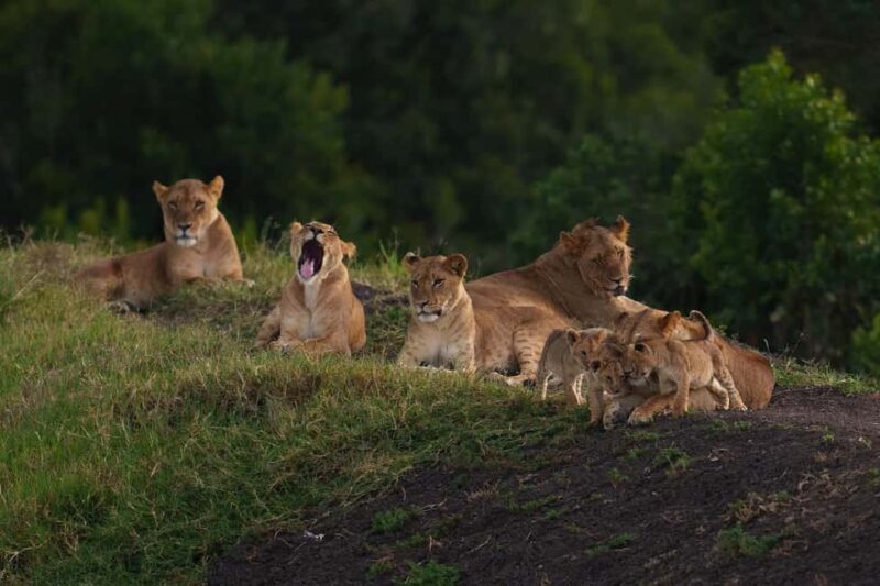 03 DAYS EXCITING MASAI MARA SAFARI - What’s Included and What to Budget For