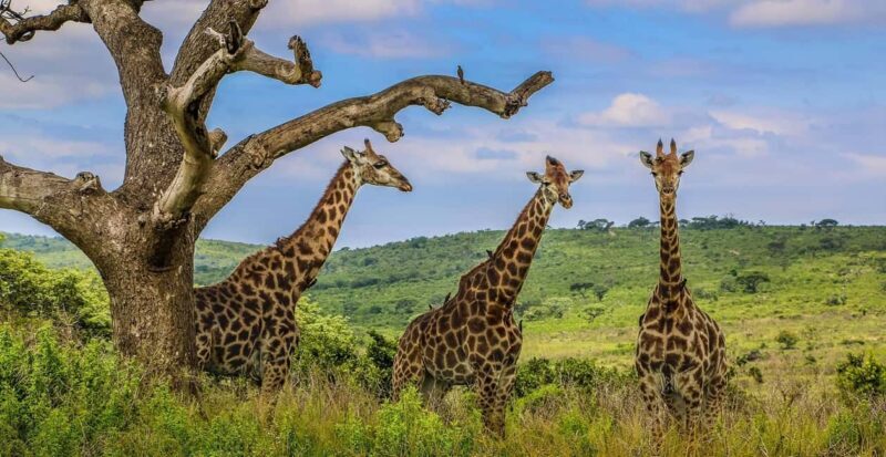 03 DAYS EXCITING MASAI MARA SAFARI - Who Should Consider This Safari?