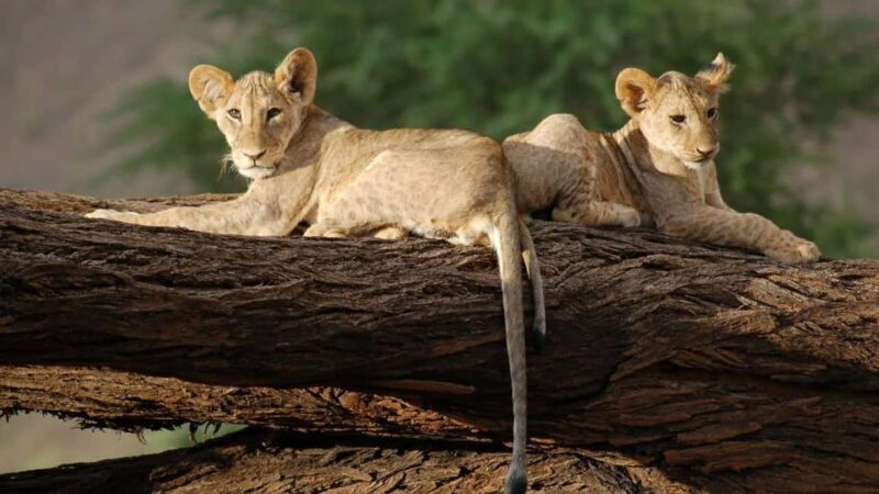 03 DAYS EXCITING MASAI MARA SAFARI - FAQ