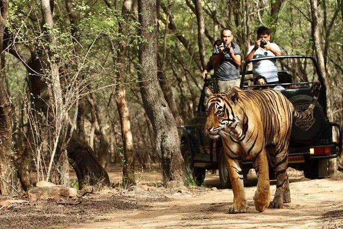 03 Days Private Wildlife Ranthambore Tiger Tour from Jaipur - Key Points