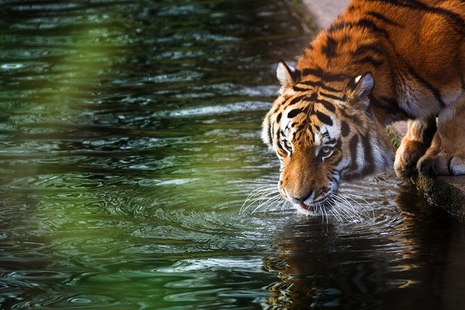 03 Days Private Wildlife Ranthambore Tiger Tour from Jaipur - Why Travelers Love This Tour