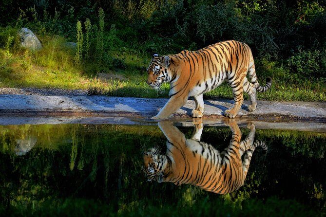 03 Days Private Wildlife Ranthambore Tiger Tour from Jaipur - What Could Be Better