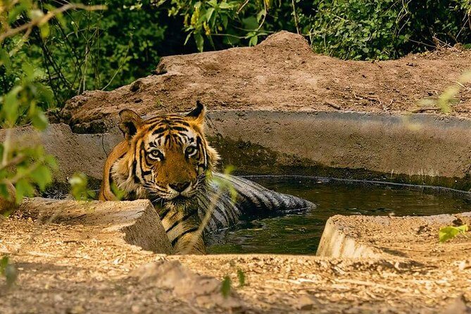 03 Days Private Wildlife Ranthambore Tiger Tour from Jaipur - Final Thoughts: Is This Tour Worth It?