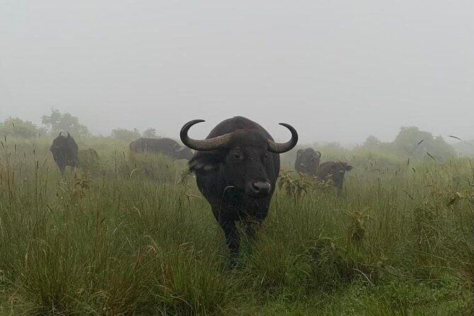 03 days Serengeti and Ngorongoro Crater group (camping) - Detailed Review of the 3-Day Serengeti and Ngorongoro Safari