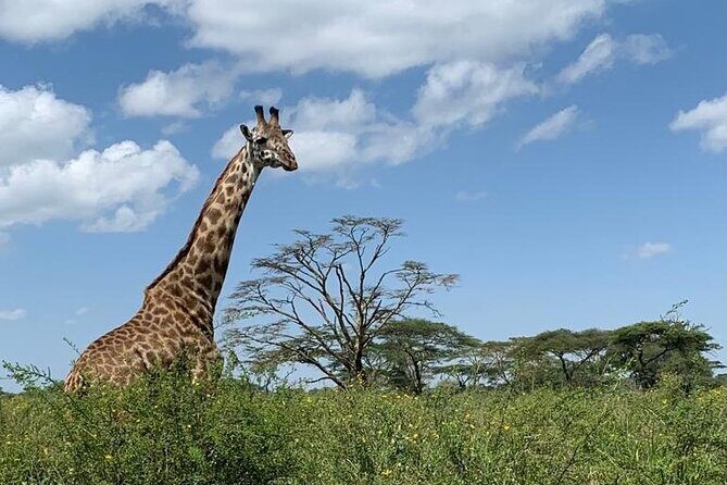 04 Days Tarangire, Serengeti and Ngorongoro crater group (Camping - Day Three: Ngorongoro Crater — The Crown Jewel