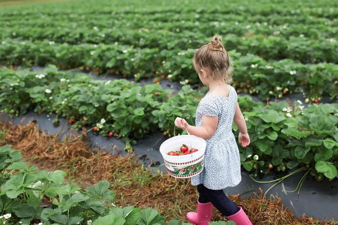 04 Days Tour - Sigiriya , Kandy and Nuwara Eliya - The Sum Up