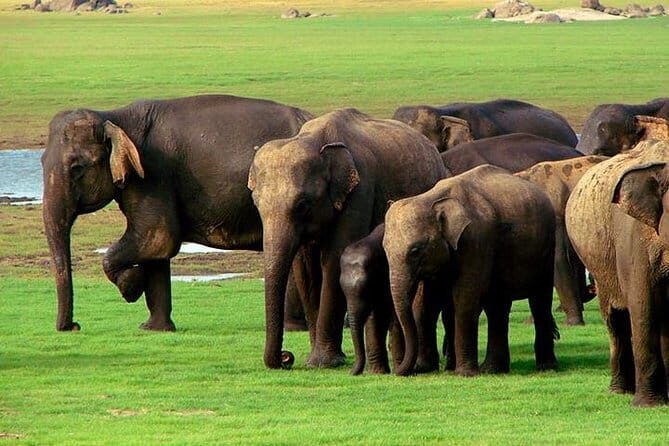 04 Hours Safari Jeep Tours - FAQ