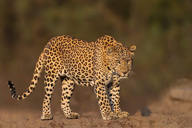 05 Days - Private Luxury Golden Triangle Tour with Ranthambore - Who Is This Tour Best Suited For?