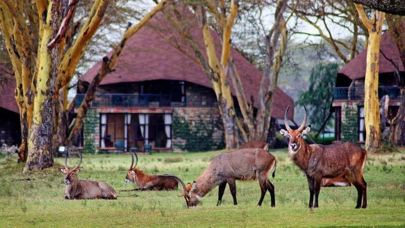 06 Days Aberdare Naivasha Mara Experience - FAQ