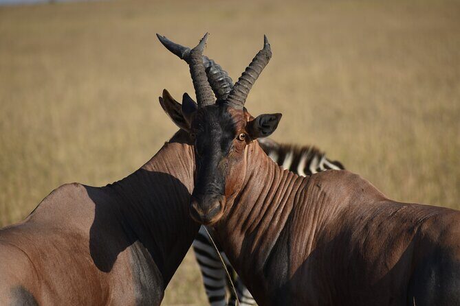 06 Days Kenya LuxuryLodge Safari - What to Expect from the Itinerary