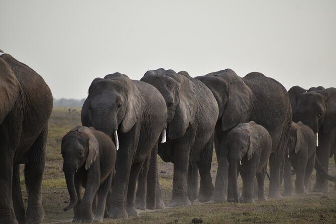 06 Days Kenya LuxuryLodge Safari - Who Is This Tour Best For?