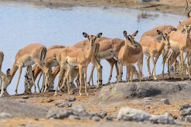 07 Days Highlight Of Namibia | Auto Tour Camping - Exploring Namibia’s Most Famous Landmarks