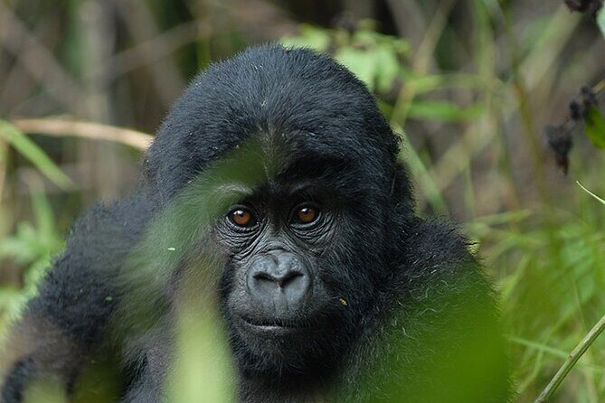 07-Days Murchison Falls, Queen Elizabeth & Gorillas Safari - An Overview of the 7-Day Uganda Safari Experience