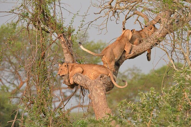 07-Days Murchison Falls, Queen Elizabeth & Gorillas Safari - Practical Considerations