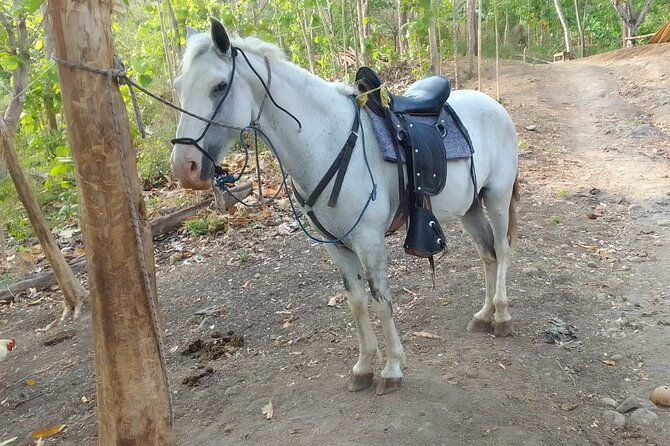 1-1-2-hours-tour-horseback-riding-and-visiting-the-beach