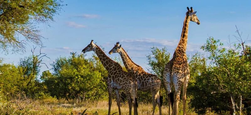 1/2 Day Durban City Tour & Phezulu Tour - Key Points  
