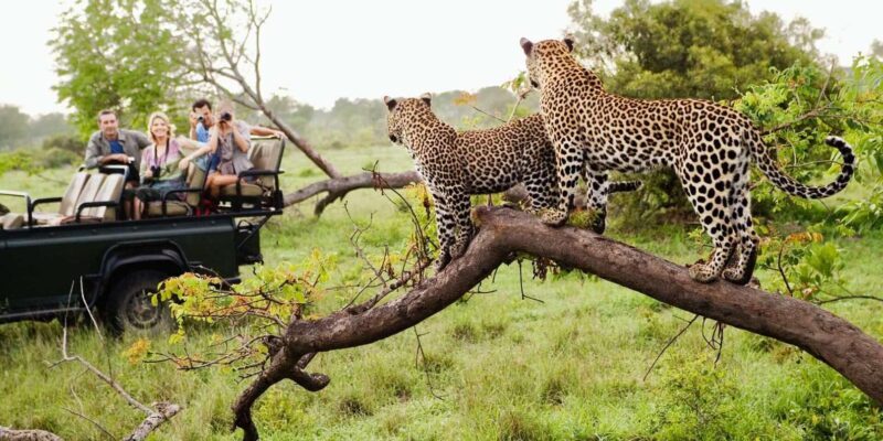 1/2 Day Hluhluwe Imfolozi Big 5 Tour from Richards Bay - The Sum Up