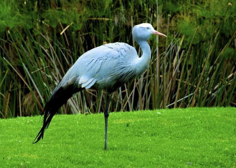 1/2 Day iSimangaliso Boat Safari Tour From Richards Bay - Introduction to the Highlights of the Tour