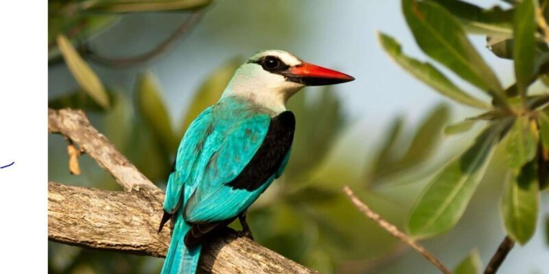 1/2 Day iSimangaliso Boat Safari Tour From Richards Bay - The Wildlife and Ecosystem Experience