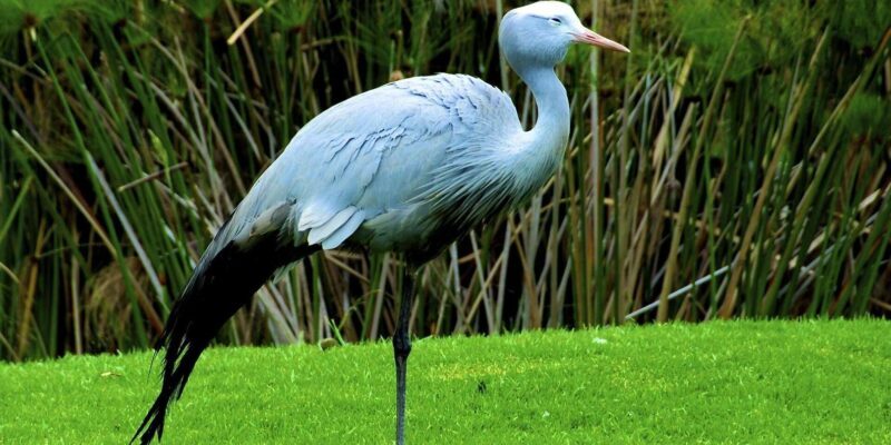 1/2 Day iSimangaliso Boat Safari Tour From Richards Bay - Practical Details and Tips