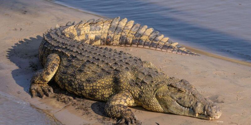 1/2 Day iSimangaliso Boat Safari Tour From Richards Bay - Who Should Consider This Tour?