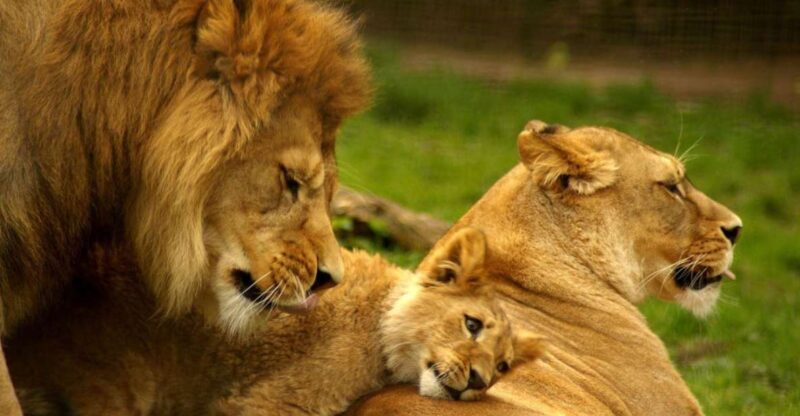 1/2 Day Phezulu Safari Park & Natal Lion park from Durban - Natal Lion Park: Close Encounters with Predators and More