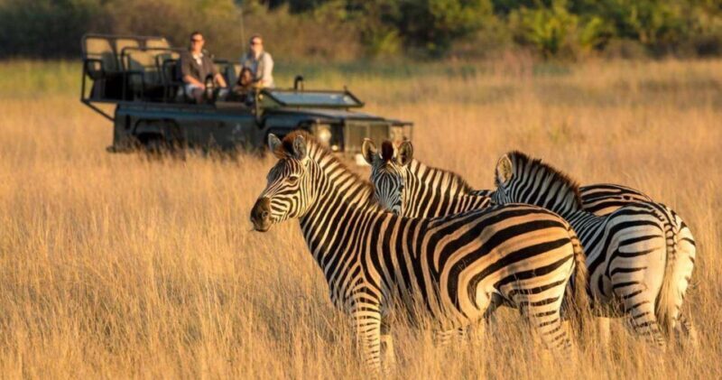 1/2 Day Phezulu Safari Park & Natal Lion park from Durban - What’s Included and What You Should Know