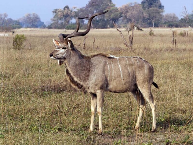 1/2 Day Phezulu Safari Park & Natal Lion park from Durban - The Practical Side: Timing, Group Size, and Value