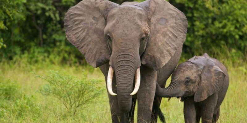1/2 Day Phezulu Safari Park & Natal Lion Park from Durban - Key Points