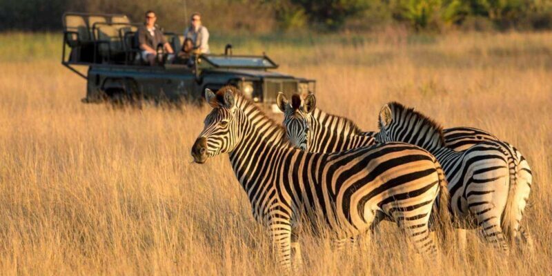 1/2 Day Phezulu Safari Park & Natal Lion Park from Durban - How the Tour Unfolds: A Step-by-Step Breakdown