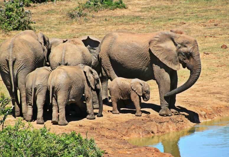 1/2 Day Phezulu Safari Park & Natal Lion Park from Durban - Who Will Love This Tour?