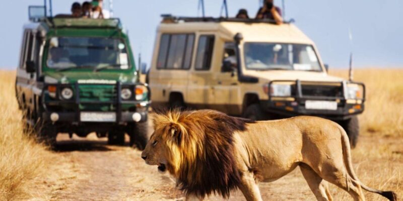 1/2 Day Phezulu Safari Park & Natal Lion Park from Durban - Final Thoughts: Is It Worth It?