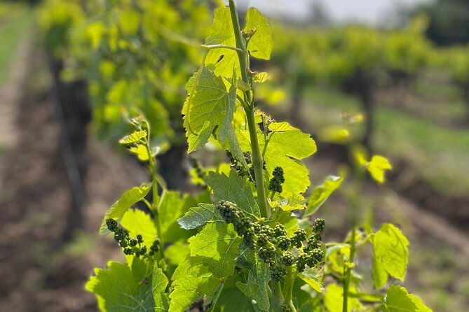 1-2-day-private-wine-tour-van-from-saint-tropez