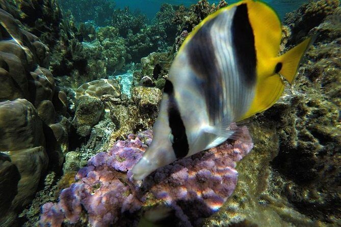 1/2 day Tahaa coral garden - departure Raiatea / ideal for cruise passengers - What Makes This Tour Stand Out