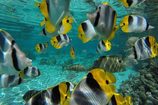 1/2 day Tahaa coral garden - departure Raiatea / ideal for cruise passengers - Potential Drawbacks or Considerations