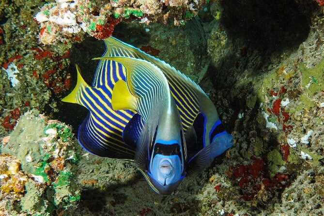 1/2 day Tahaa coral garden - departure Raiatea / ideal for cruise passengers - Who Should Book This Tour?