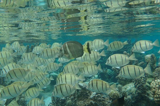 1/2 day Tahaa coral garden - departure Raiatea / ideal for cruise passengers - Final Thoughts