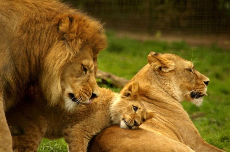 1/2 Day Tala Game Reserve & Lion Park Tour From Durban - Key Points