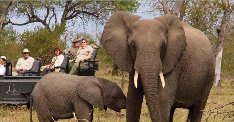 1/2 Day Tala Game Reserve & Natal Lion Park from Durban - Detailed Breakdown of the Tour Experience