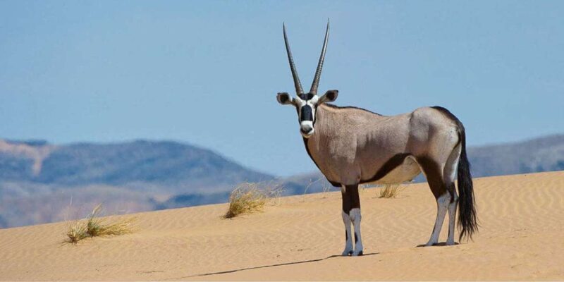 1/2 Day Tala Game Reserve & Natal Lion Park from Durban - FAQ