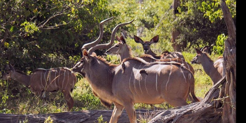 1/2 Day Tala Game Reserve & Phezulu Safari Park from Durban - An Introduction to the Tour Experience