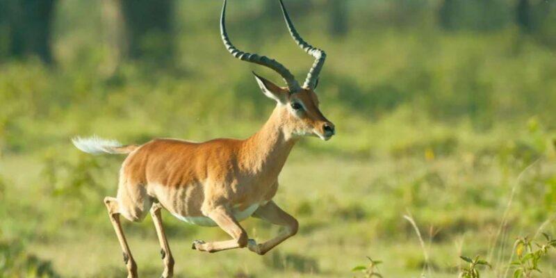 1/2 Day Tala Game Reserve & Phezulu Safari Park from Durban - What the Tour Gets Right