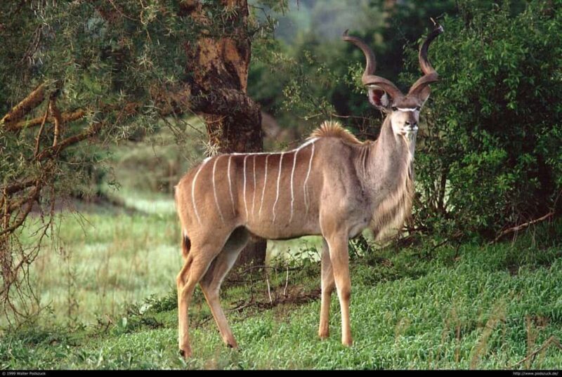 1/2 Day Tala Game Reserve & Phezulu Safari Park from Durban - FAQ