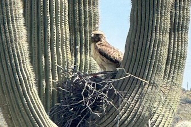 1-2-hour-sonoran-desert-private-guided-hiking-tour