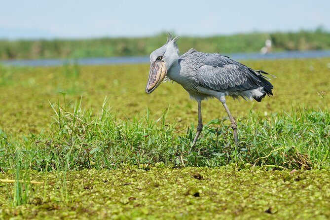 1/2 Mabamba Swamp Shoebill Tour - Exploring the 1/2 Mabamba Swamp Shoebill Tour: A Birdwatcher’s Dream