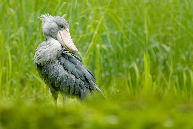 1/2 Mabamba Swamp Shoebill Tour - Key Points