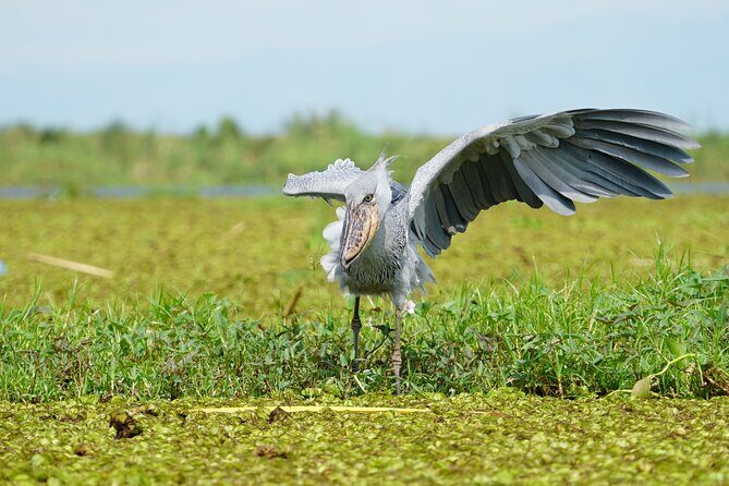 1/2 Mabamba Swamp Shoebill Tour - FAQs