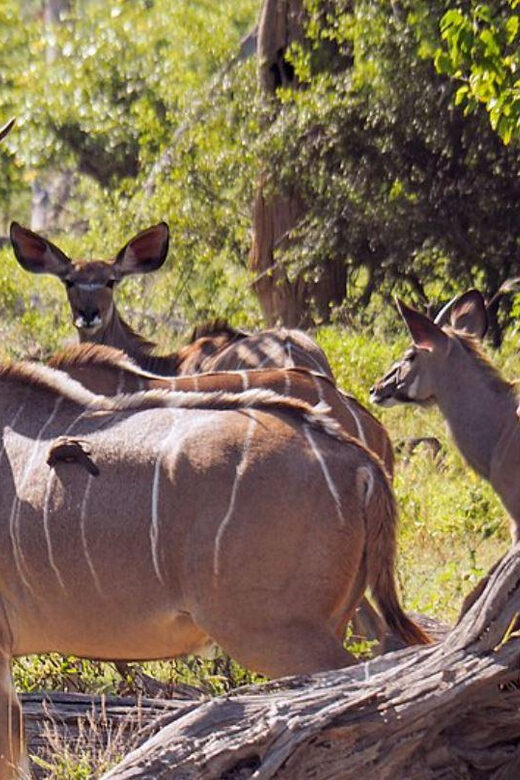 1/2 Tala Game Reserve & Phezulu Safari Park Tour - What’s Included and How to Maximize Value